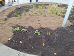 Foto: Bepflanzung Kreisel am Bahnhof - Aufbringen der mineralischen Mulchschicht (JPG-Datei)